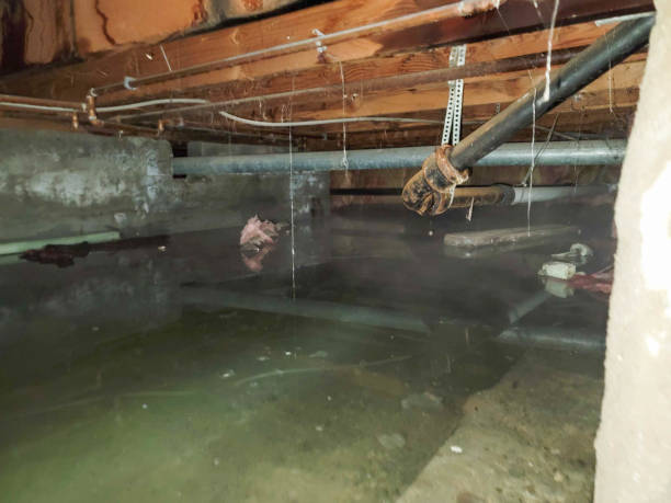 Best 24/7 water damage repair  in Plainview, TN